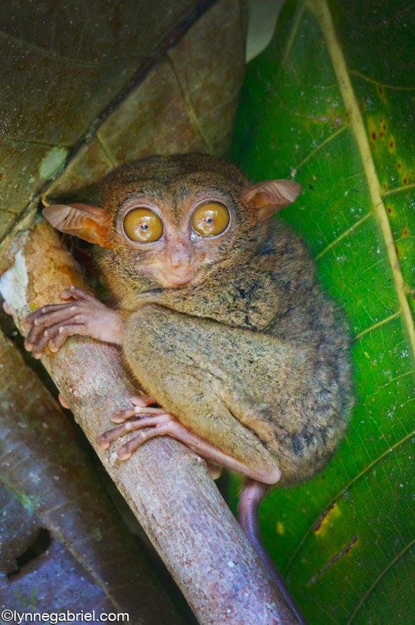 Tarsier