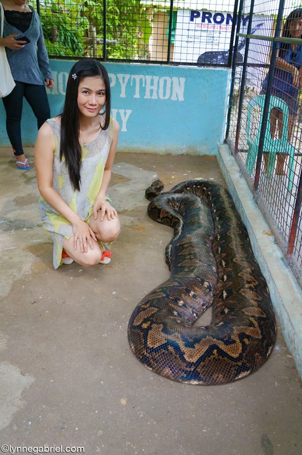 Python in Bohol