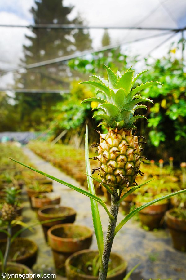 Miniature Pineapple